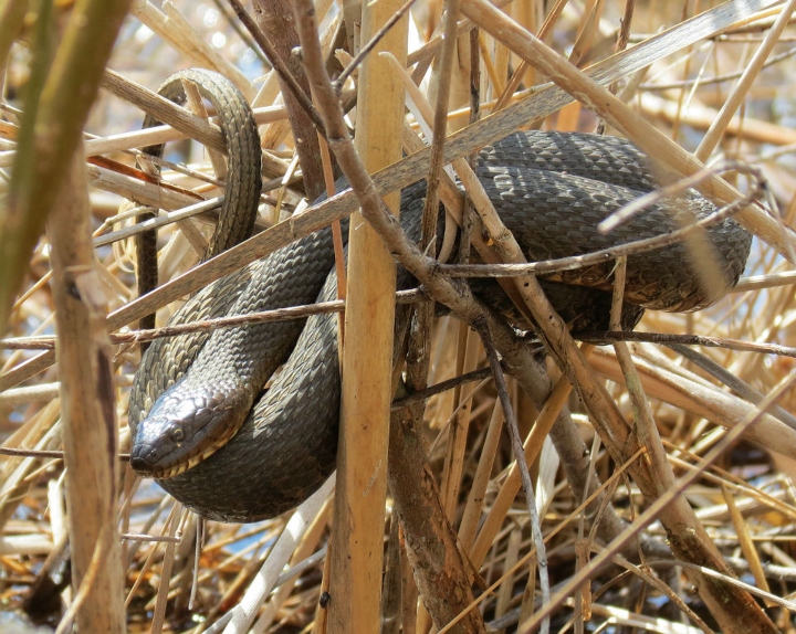 Northern Water Snake